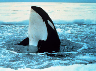 orca_spyhopping-noaa.jpg