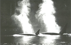 orca-arrow-w300.jpg