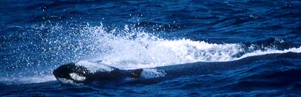 Orca-fastmovingfem-mty.jpg