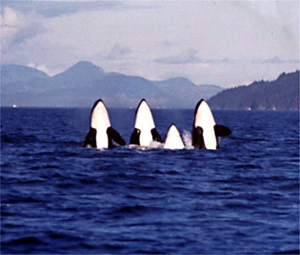 orca-gp-spyhop-w300.jpg