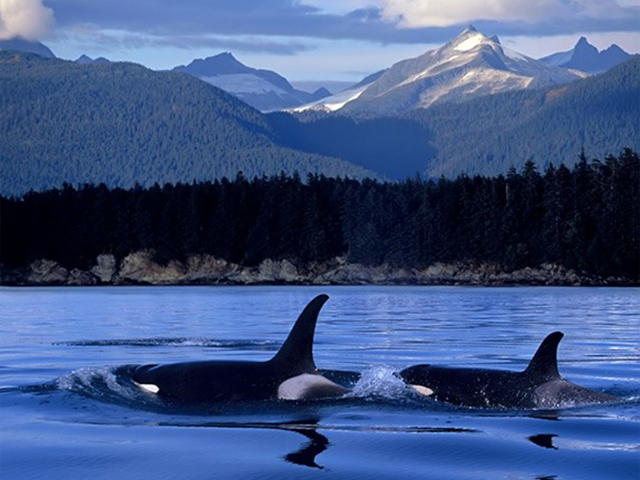 orcas_05_640x480.jpg