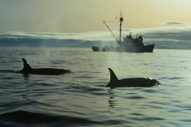 Orcasandboat.jpg