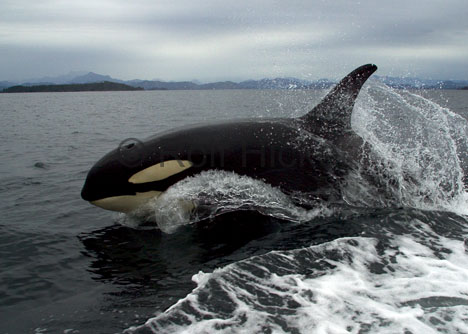 orca-whale-watching-bc_2741.jpg