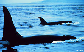 Orcinus_orca.jpg