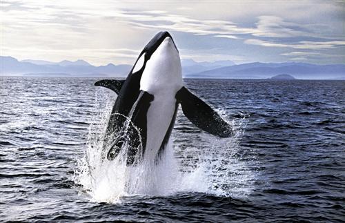 Orcinus_orca_2.jpg