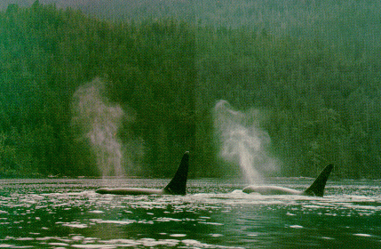 p42.gif
