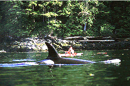photo gallery female orca beside kayak.gif