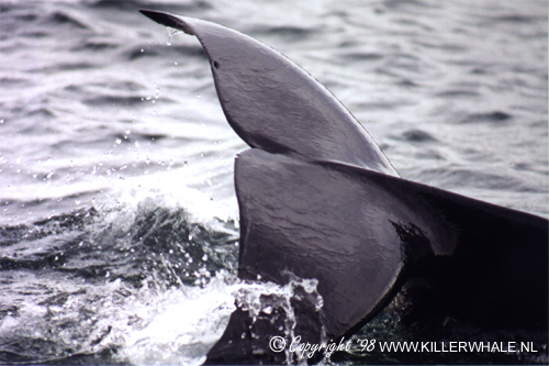 tail02.jpg