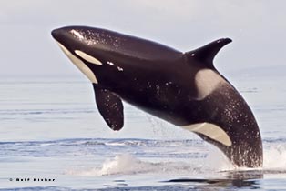 whale_watching_bc.jpg