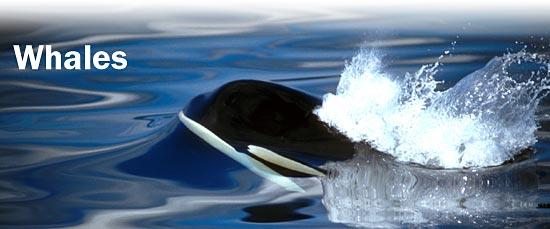 Whales m.jpg