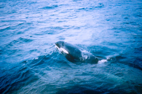 gallery_2