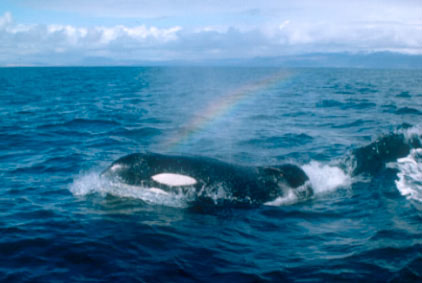 gallery_28