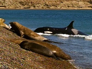 abc_orca_vadles_100204_mn