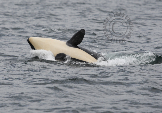 46_20090905SAM_DG1-113